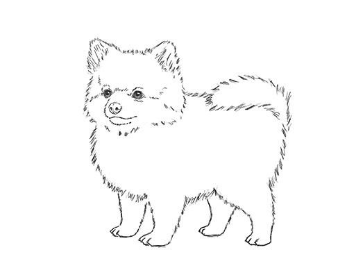 Померанский шпиц раскраска