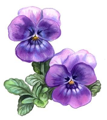 Раскраскаузумбарская фиалка