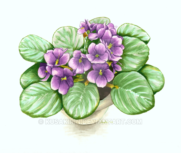 Фиалки нарисованные с детками