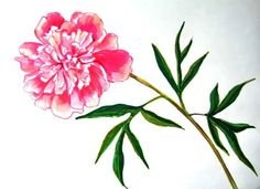 Пион рисунок для детей 1 класса