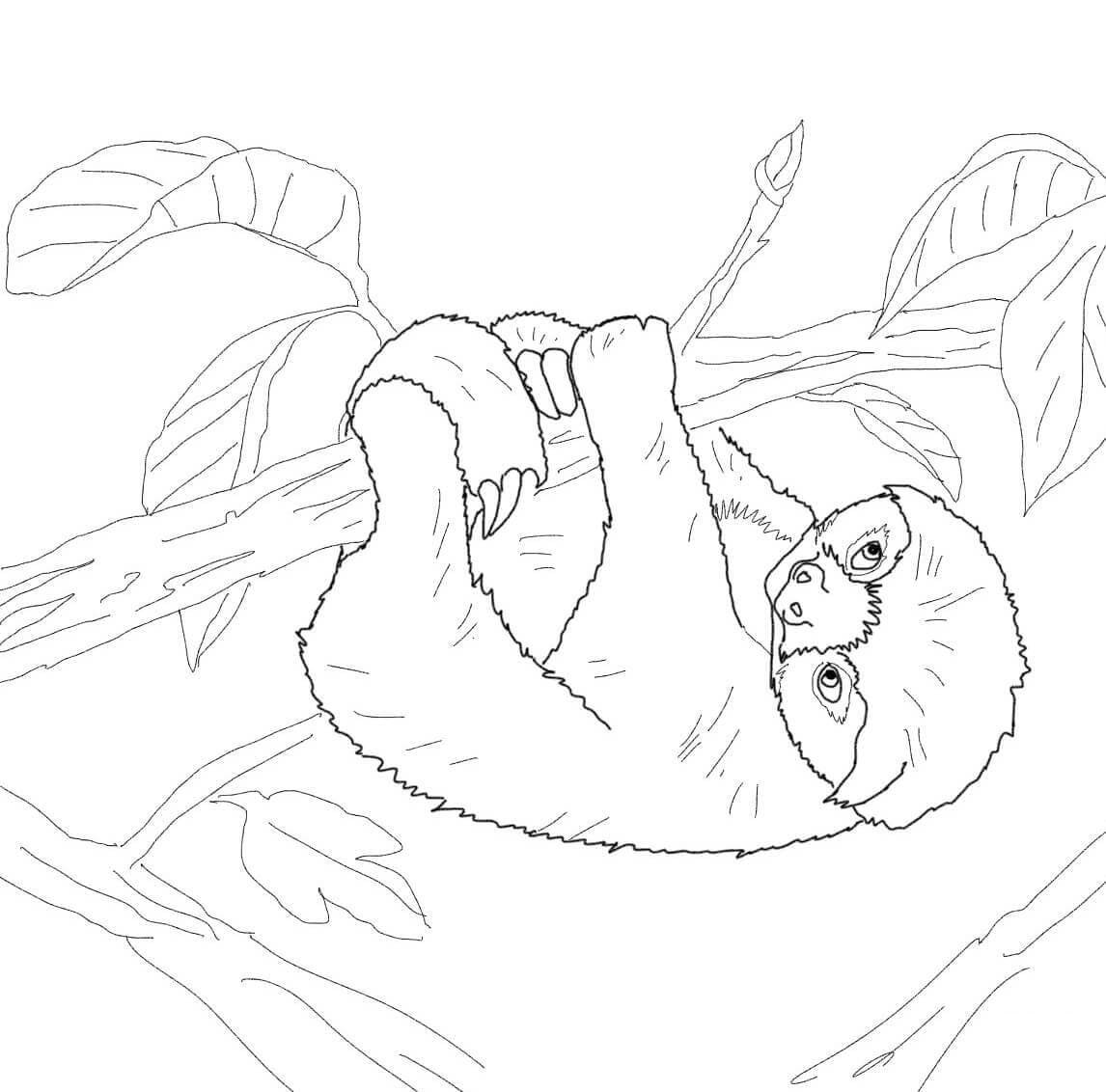 Ленивец на дереве раскраска