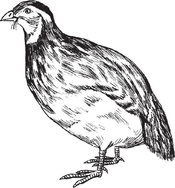 Перепелка раскраска