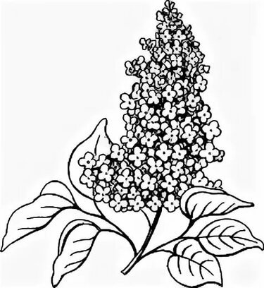 Черёмуха рисунок карандашом