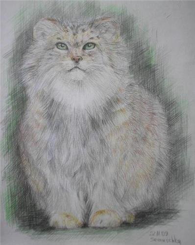 Дикий кот Манул нарисовать