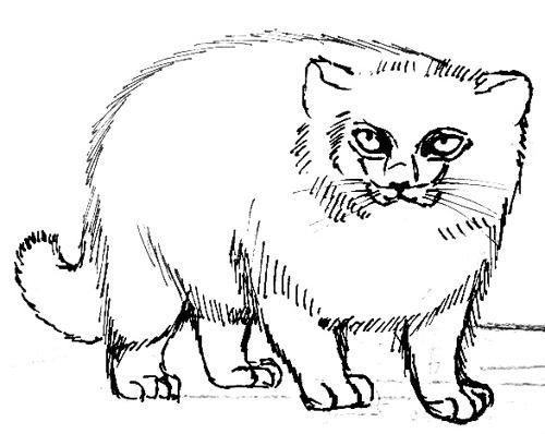 Дикий кот Манул раскраска