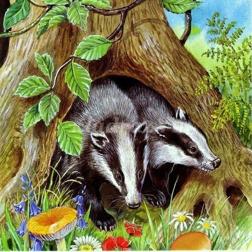 Барсук раскраска для детей