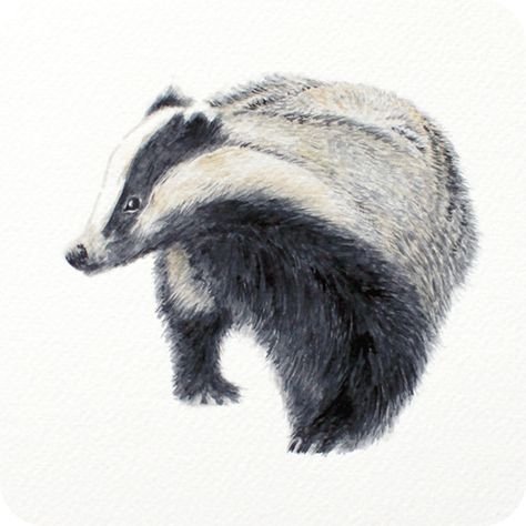 Барсук сбоку