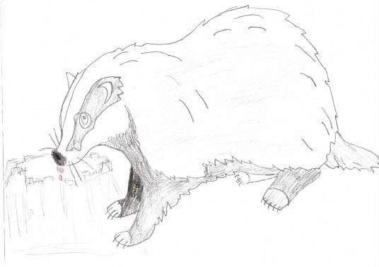 Барсук на белом фоне