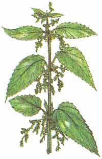 Крапива разукрашка