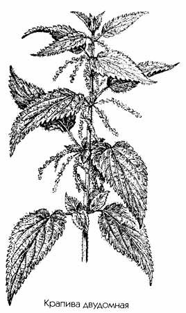 Крапива двудомная на белом фоне