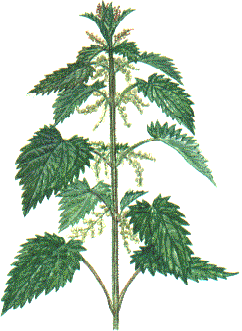 Крапива двудомная чб