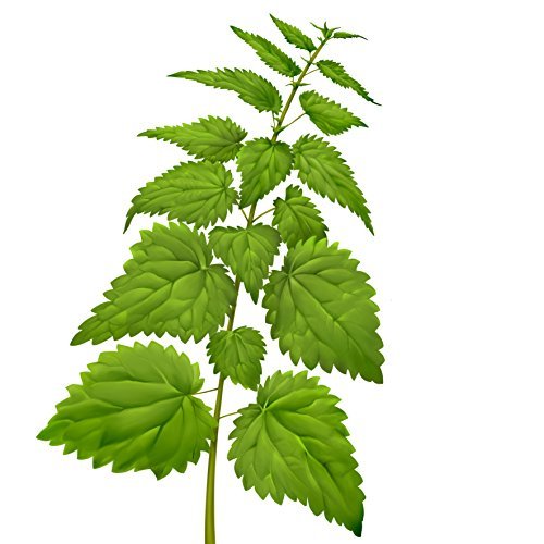 Крапива раскраска для детей