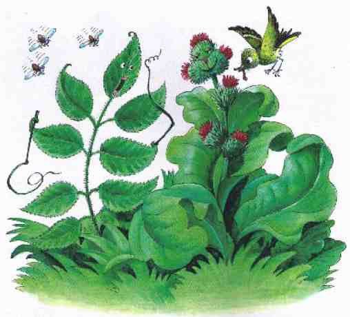 Крапива карандашом