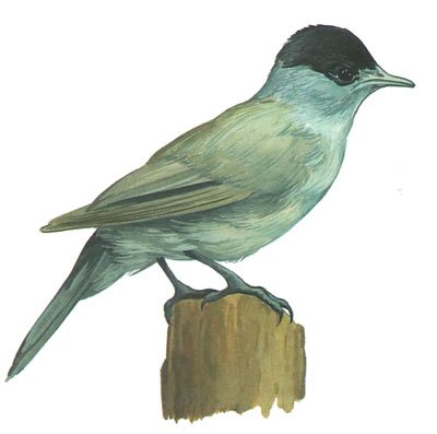 Серенаголовый для срисовки