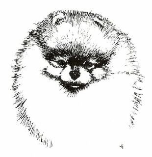 Морда померанского шпица стандарт