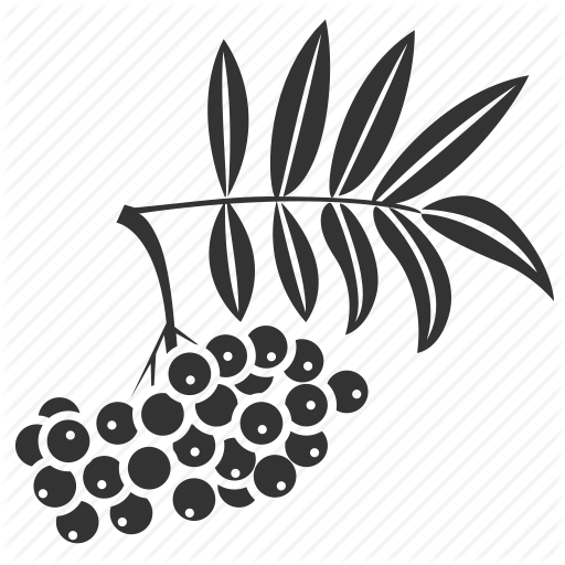 Ветка рябины черно белая