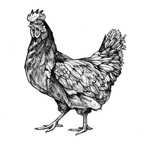Курица рисунок