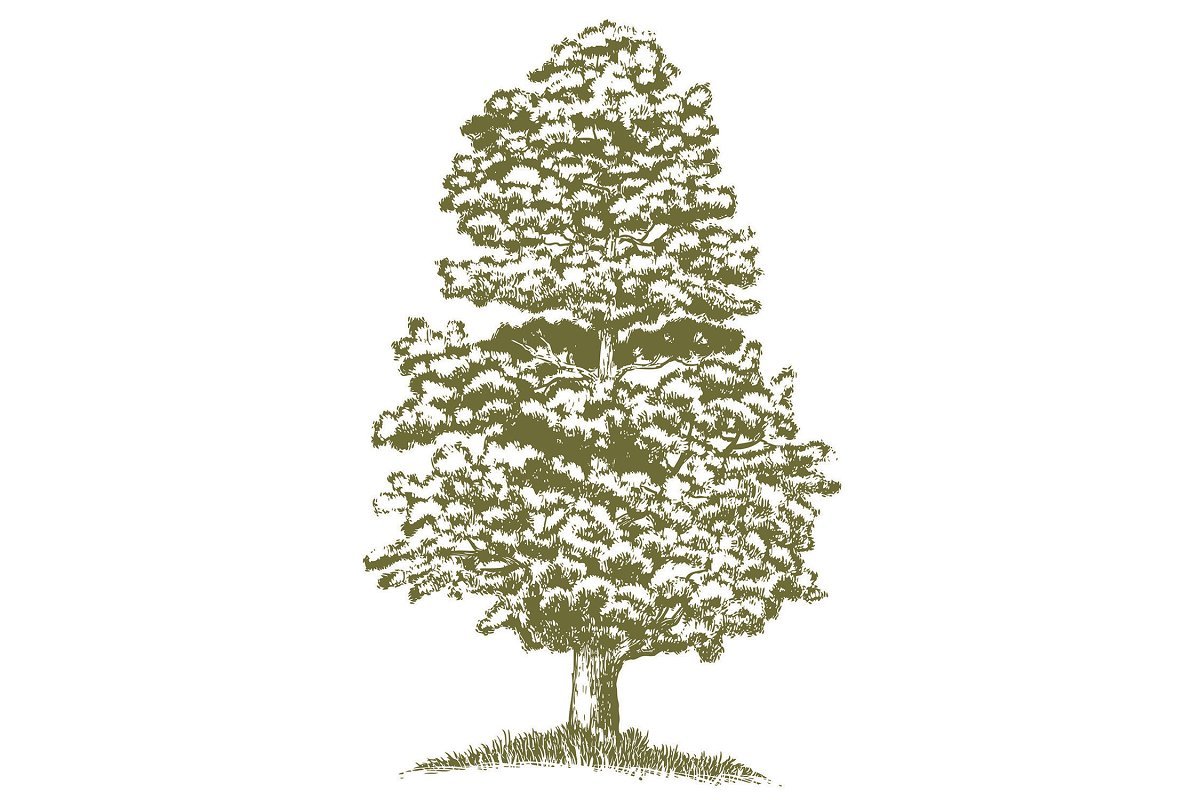 Дерево кедр на белом фоне