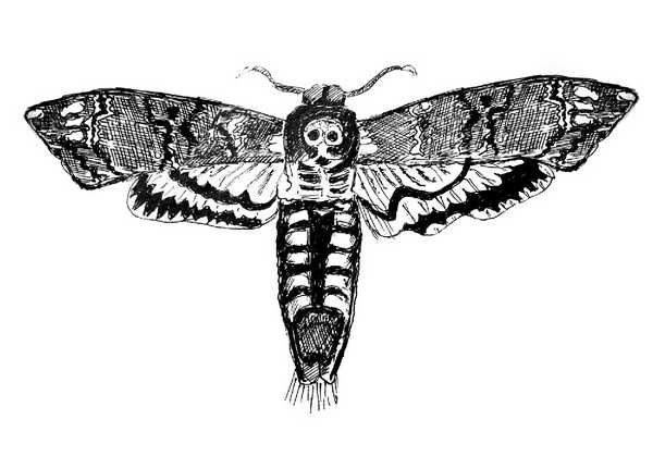 Мотылек с черепом вектор