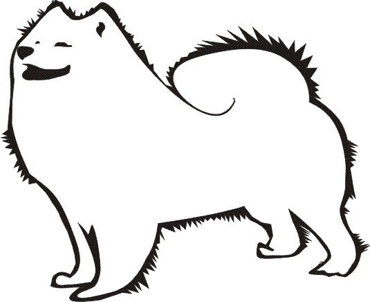 Раскраска собака самоед