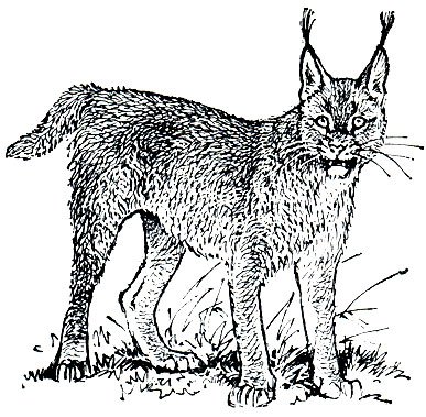 Каракал акварель