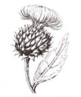 Репейник контур