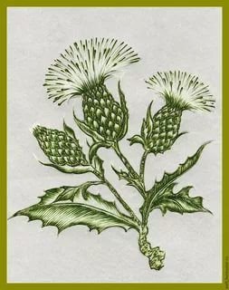 Репейник карандашом