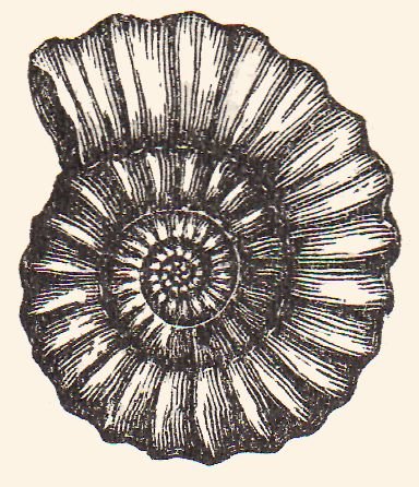Аммонит раковина рисунок