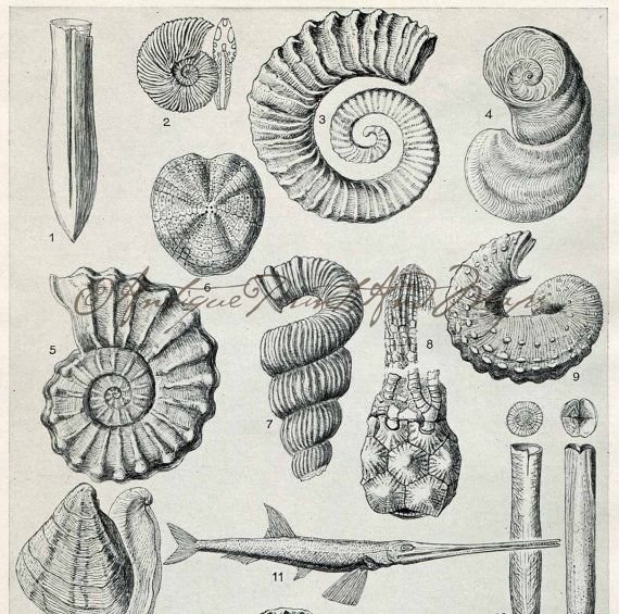 Аммониты окаменелости рисунки