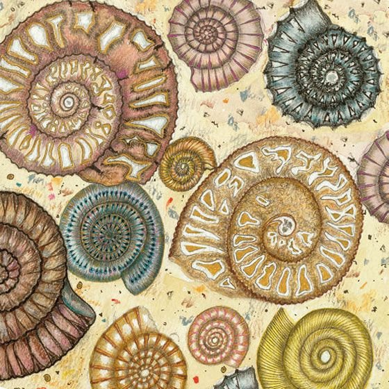 Аммониты прорисовка