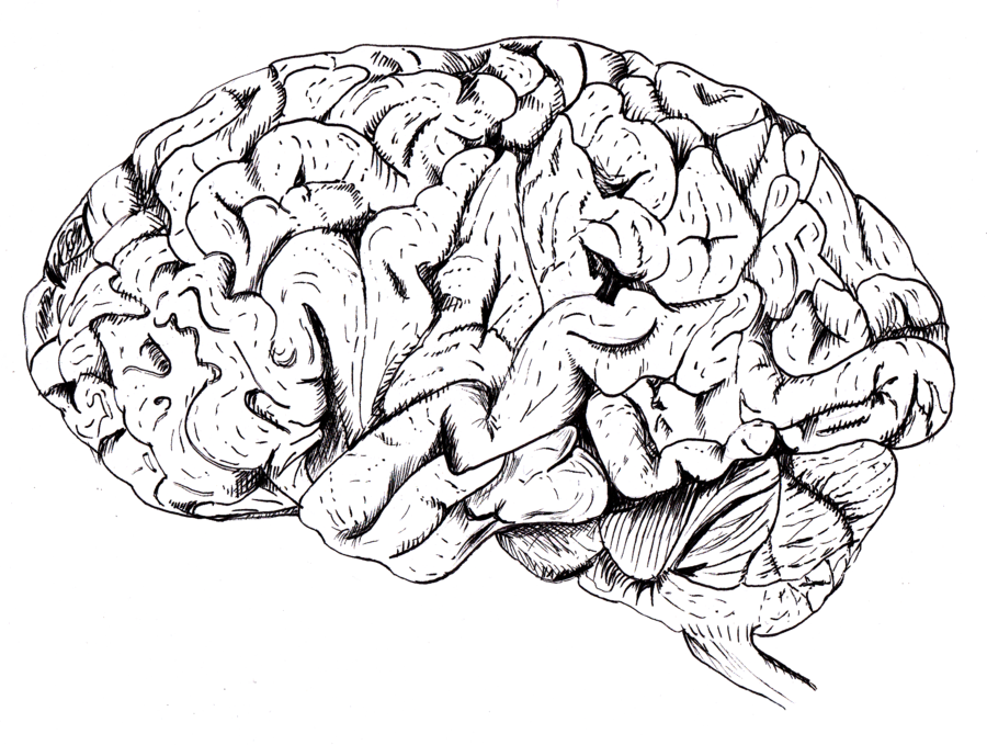Как нарисовать мозг. Мозг карандашом. Мозг зарисовка.