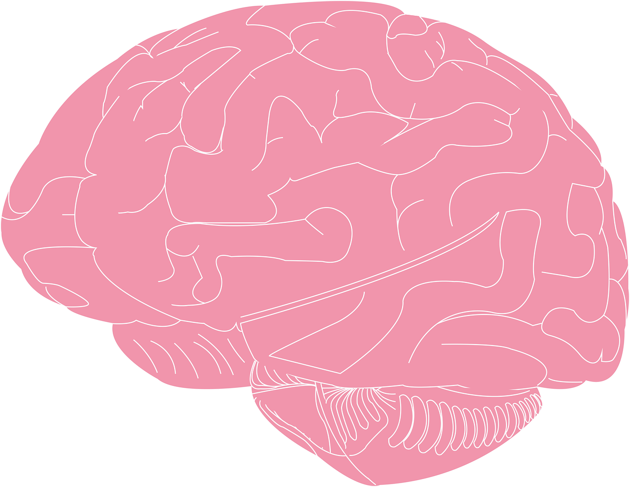 Мозг картинки для презентации. Мозг рисунок. Прозрачный мозг. Мозги вектор.