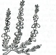 Вереск обыкновенный