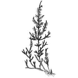 Вереск контур