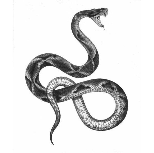 Тату змеи на белом фоне