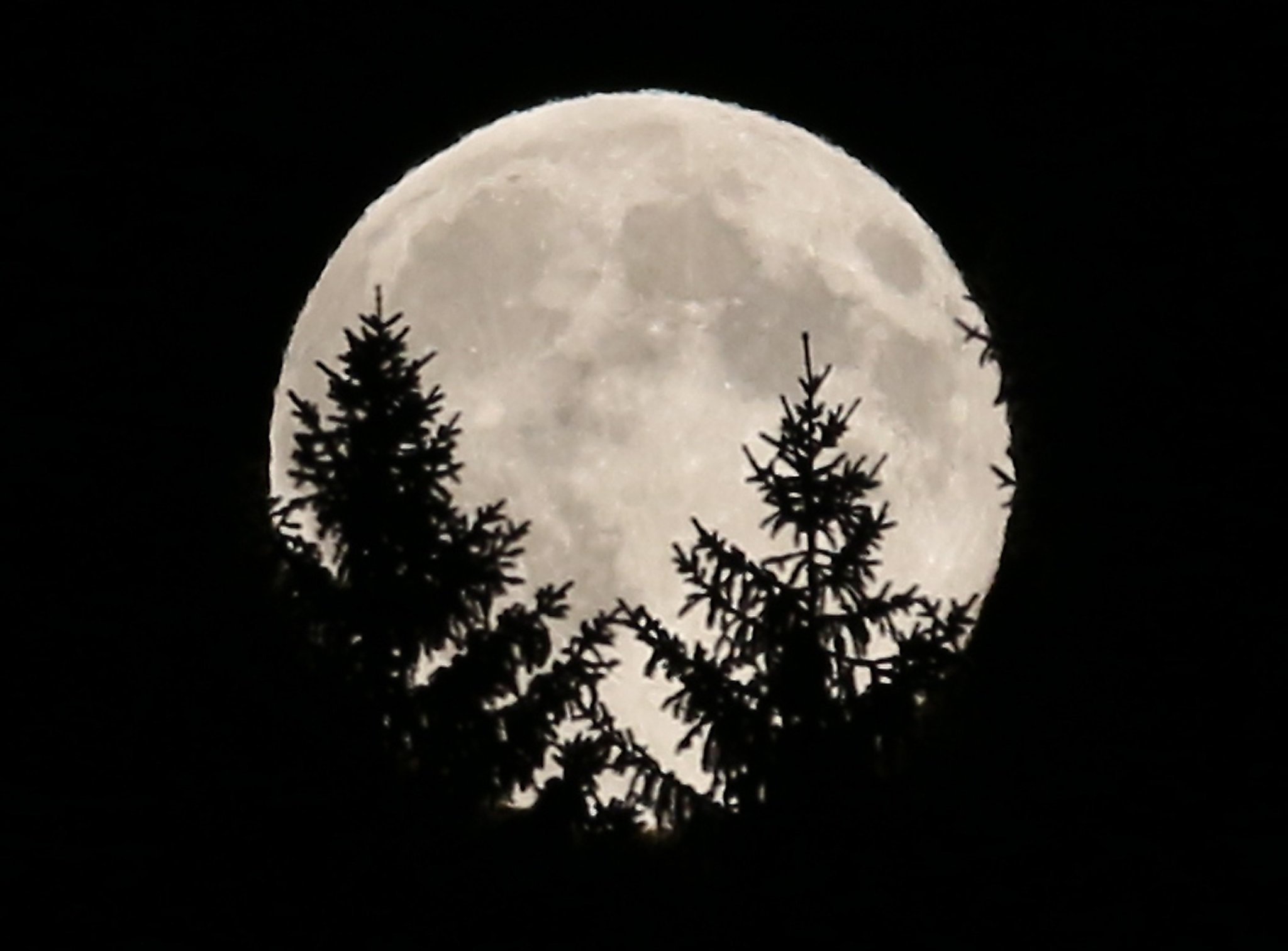 Луна на фоне леса