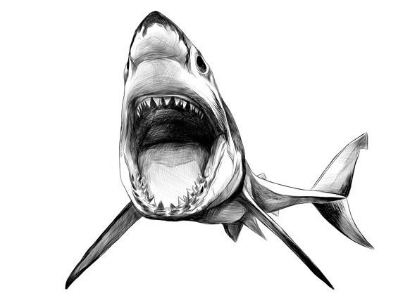 Тату акулы с открытой пастью