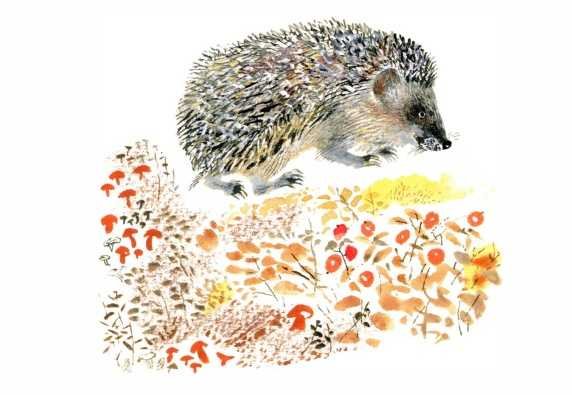 Евгений Чарушин Ежик