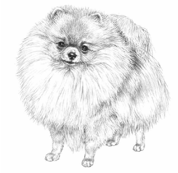 Померанский шпиц