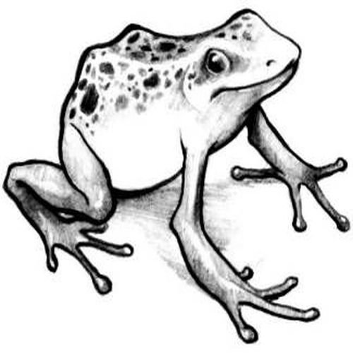 Жаба черно белая