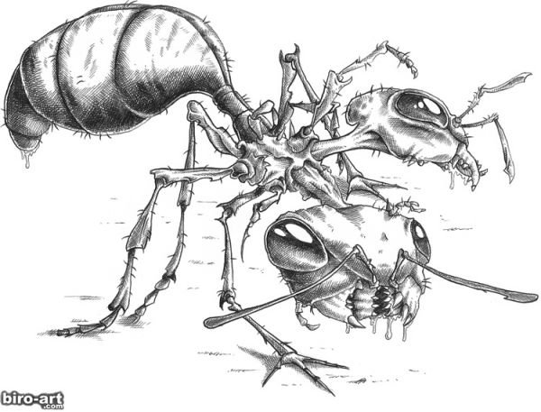 Муравей эскиз