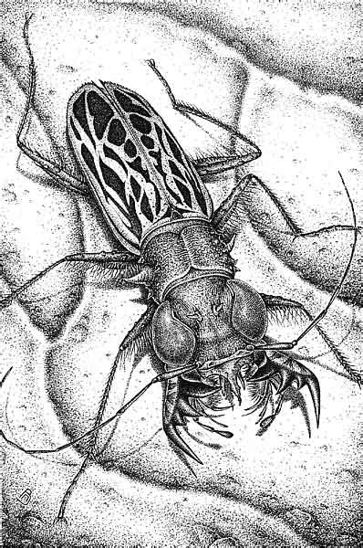 Фантастическое насекомое рисунок