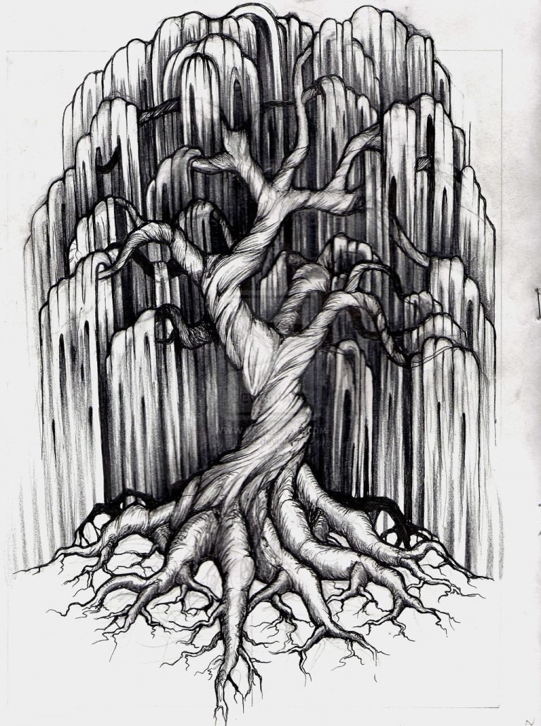 Ива плакучая дерево эскиз