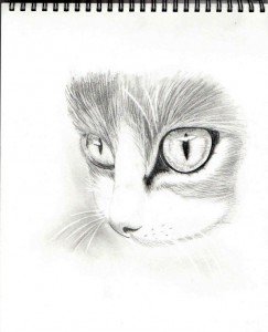 Рисунки котиков простым карандашом