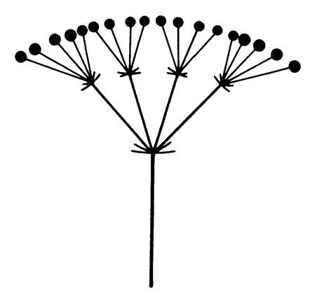 Соцветие сложный зонтик