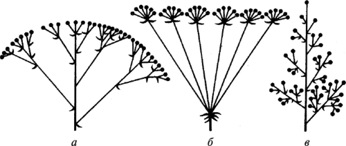 Щитковидно-метельчатые соцветия