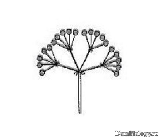 Схема соцветия сложный щиток