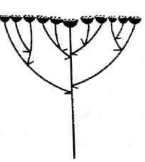 Схема соцветия сложный щиток