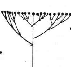 Соцветие щиток схема