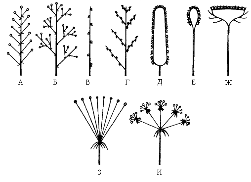 Соцветие сиконий